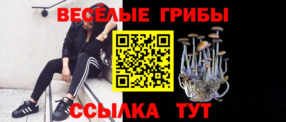 Псилоцибиновые грибы Psilocybe Кировск